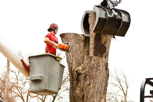 Reliable Mount Vernon, NY Tree Services Solutions